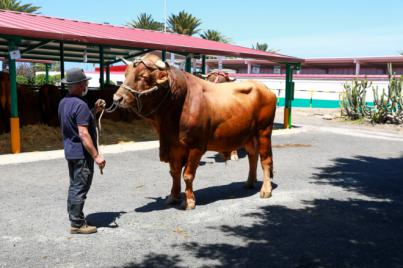 Las ganaderías de Manuel de Jesús Ortega y María Dolores Hernández se alzan con el primer premio de toro y vaca del país
