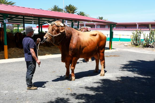 Las ganaderías de Manuel de Jesús Ortega y María Dolores Hernández se alzan con el primer premio de toro y vaca del país