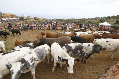 La Feria de Ganado de Los Realejos se celebra este sábado 3 de junio