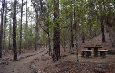 Recomiendan no acceder al monte por el riesgo de caída de árboles y ramas
