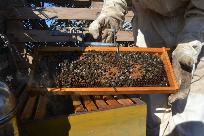 Canarias cuenta con más de 130 especies de abejas