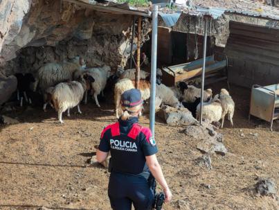 La Policía realiza 37 inspecciones en explotaciones ganaderas