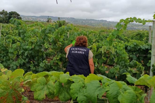 Un equipo de 22 agentes trabajan para el control de la filoxera en Tenerife
