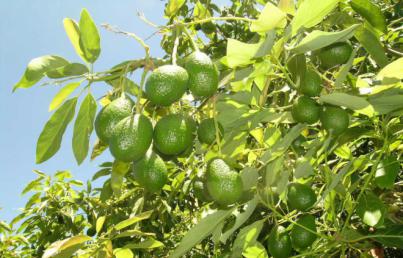 Aguacate canario busca proteger su calidad diferenciada