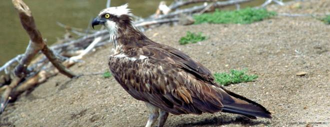 La Gomera forma a 40 guías turísticos para el avistamiento de aves