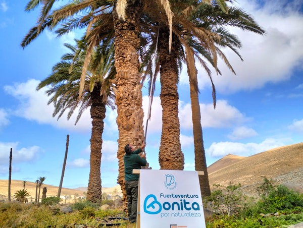 Fuerteventura lanza un plan para controlar la plaga en sus palmerales