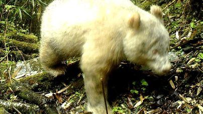 Fotografían al primer oso panda albino de la historia
