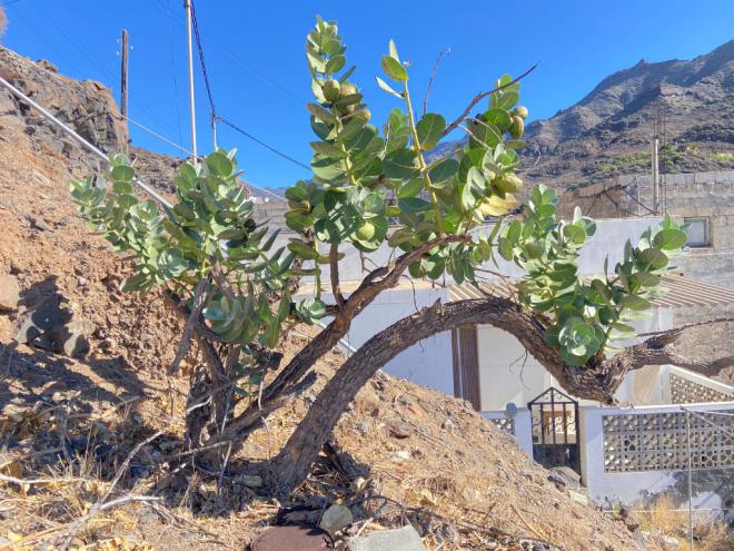El Cabildo trabaja para detener la expansión del árbol de la seda