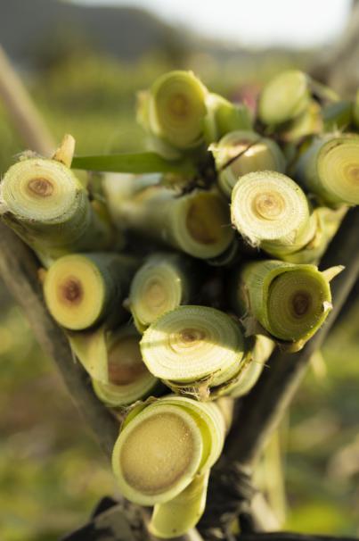 Arehucas pone en valor la zafra y la calidad de su aguardiente, el alma de sus rones