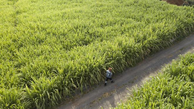 Arehucas pone en valor la zafra y la calidad de su aguardiente, el alma de sus rones