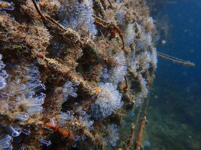 Puertos de Las Palmas instala arrecifes biomiméticos
