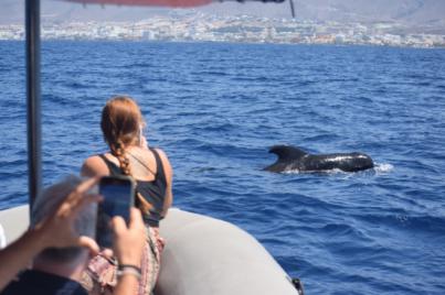 Investigadores de la ULL analizan el turismo generado en los avistamientos de cetáceos