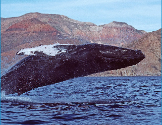 Arona SOS Atlántico y Turismo de Tenerife organizan una experiencia de buceo responsable con expertos internacionales