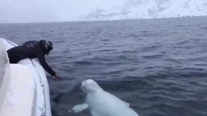 Ballena beluga for president