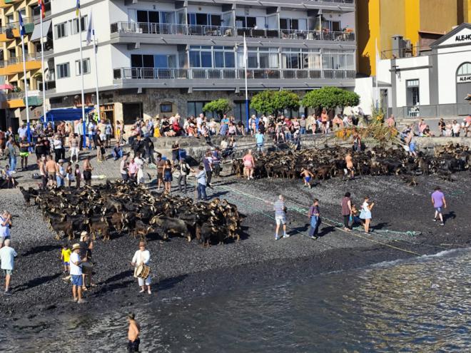 Tradición ancestral: más de 400 cabras se purifican en el muelle pesquero