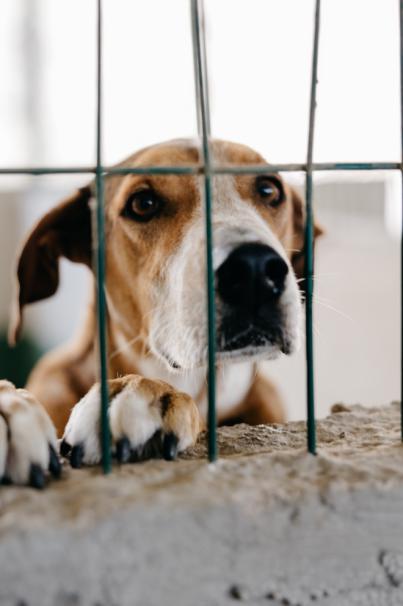 El Cabildo garantiza la atención a los animales del refugio del Ravelo