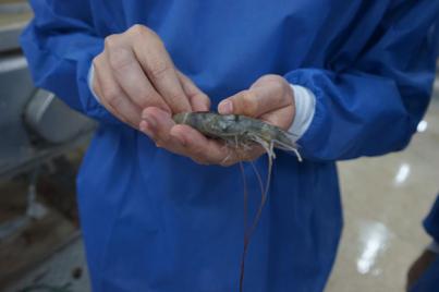 Investigadores mejoran robustez y resistencia del langostino