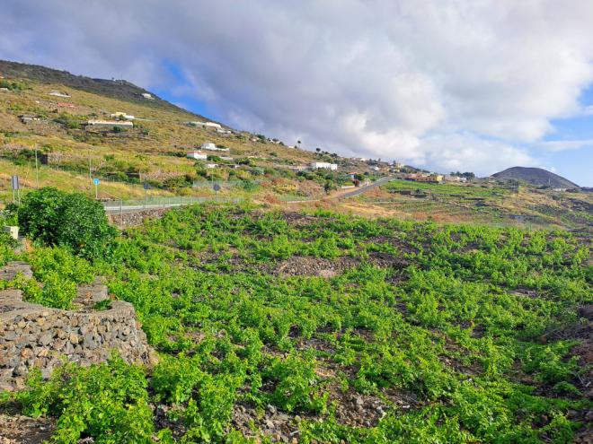 Drago Canarias exige blindar la bioseguridad en puertos y aeropuertos
