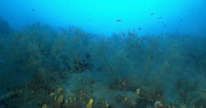 Tías es declarado Kilómetro Cero Mundial de los bosques de coral negro del Corredor Biológico Mundial