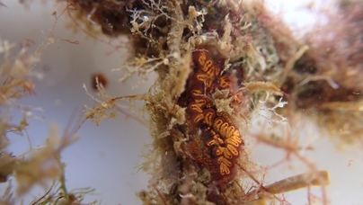 Puertos de Las Palmas constata un incremento del 54% de especies marinas con los arrecifes biomiméticos