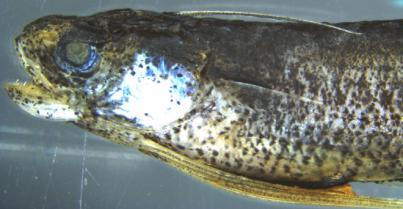 Bacalao antena: nuevo hallazgo en la biodiversidad marina canaria