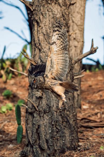 La Tahonilla libera a tres búhos que ingresaron en el centro tras caer de sus nidos