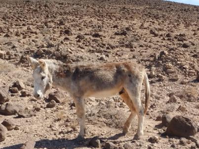 Oasis Wildlife realiza un complejo rescate de un burro majorero