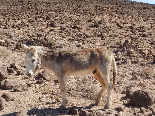 Oasis Wildlife realiza un complejo rescate de un burro majorero