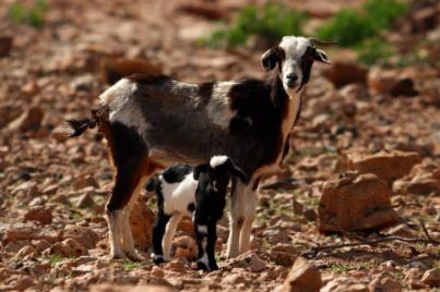 Investigación revela claves para entender la calidad del queso canario