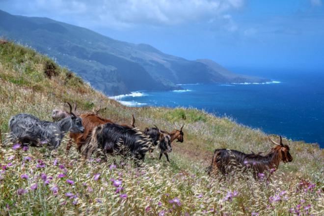 Intereses particulares perjudican al sector ganadero