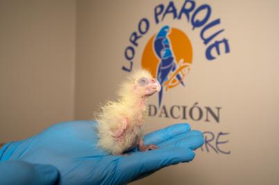 Cacatúa colirroja, especie en peligro, logra reproducirse en Loro Parque