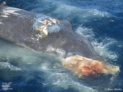 Colisiones: un caso de vida o muerte para el cachalote en Canarias