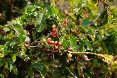 El café de Agaete, de cultivo histórico a producto gourmet