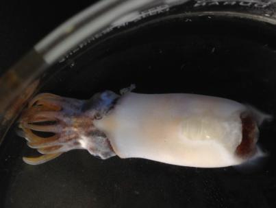 Un estudio reciente detalla el origen y la evolución de los calamares y sepias