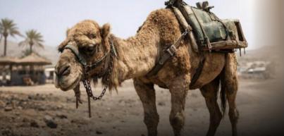 33.000 firmas piden acabar con los paseos en camello en Lanzarote