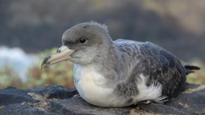 Campaña de hoteles canarios protege a crías de la pardela cenicienta en su primer vuelo