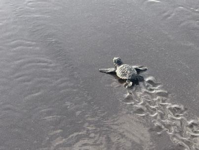 ‘RedCentros’: Alianza entre Canarias y África por la fauna silvestre