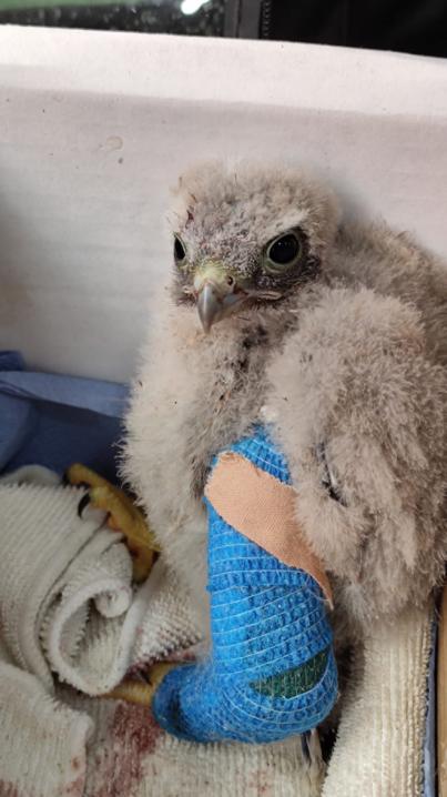 Una cría de cernícalo se recupera en La Tahonilla de una fractura tras caerse del nido