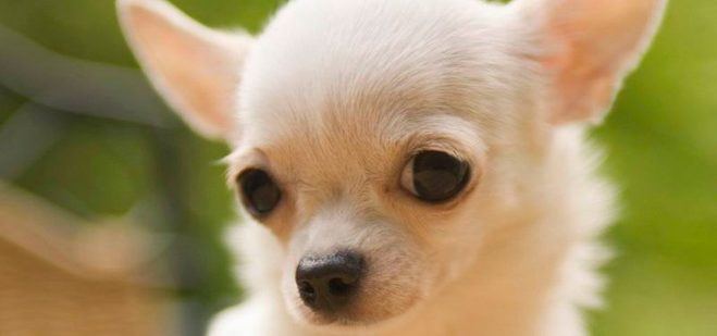 La Policía identifica a un ladrón por su chihuahua