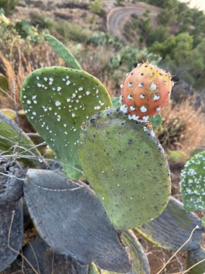 El Cabildo de El Hierro combate la cochinilla mexicana