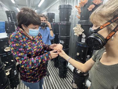 Coffee Fungi, innovador proyecto de cultivo de setas con residuos de café