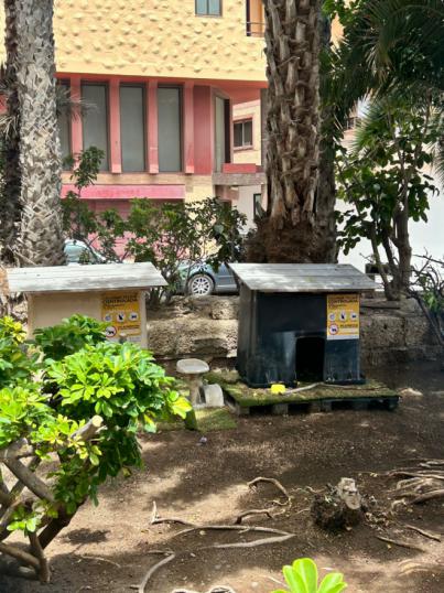 Tres meses con las colonias felinas abandonadas
