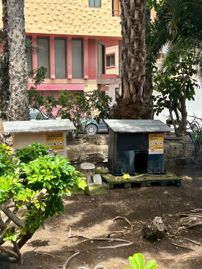 Tres meses con las colonias felinas abandonadas