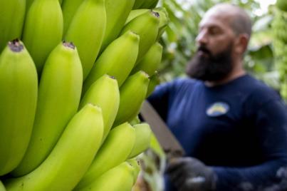 Organizaciones agrarias exigen apoyo al POSEI