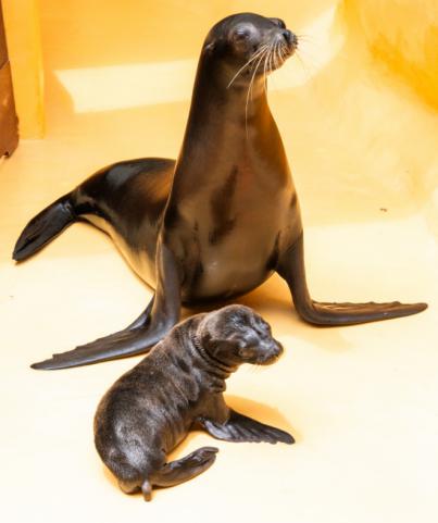 Loro Parque, referente en la cría de leones marinos
