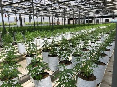 La UNEC lanza campaña para aclarar mitos sobre el CBD en España