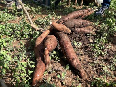 Cosecha de yuca promete reducir costos ganaderos en Canarias