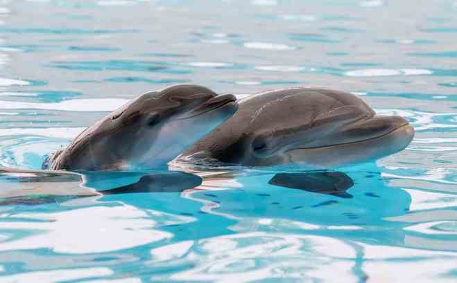 Loro Parque celebra el nacimiento de una cría hembra de delfín mular