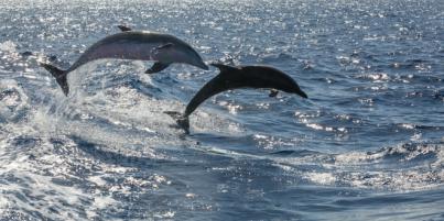 Identifican por primera vez en delfines un patógeno causante de infecciones en humanos