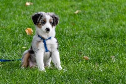 El Ministerio de Derechos Sociales lanza los Premios Nacionales a la Protección Animal